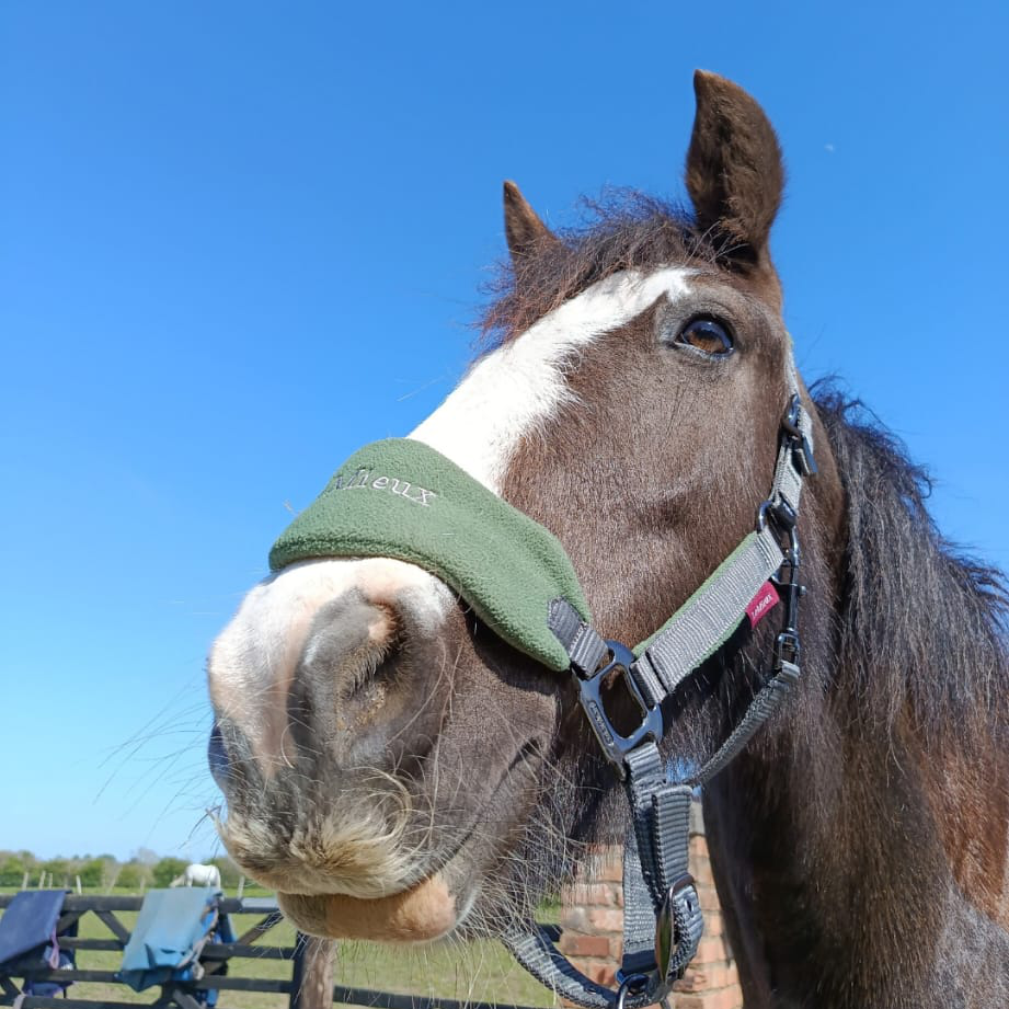 Cookie the horse